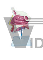 The dissection model of nasal cavity